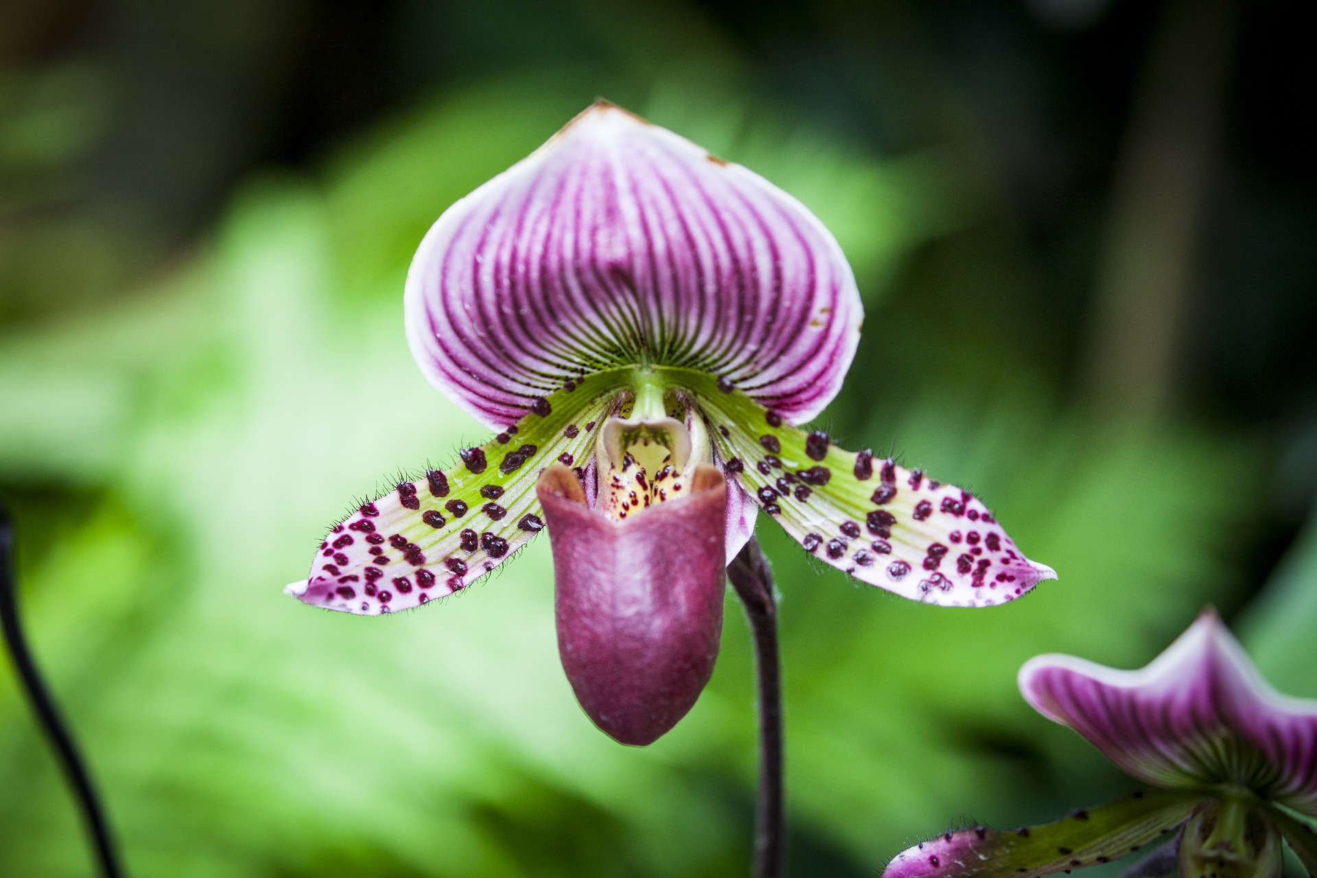 orchidea, natura